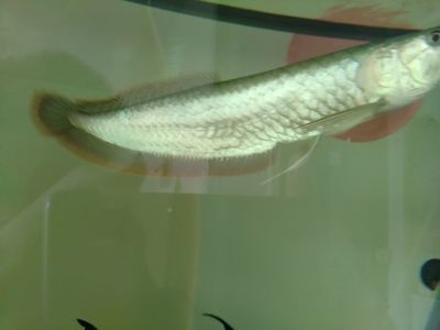 清道夫可以和銀龍魚混養嗎？（關于清道夫是否可以和銀龍魚一起混養，搜索結果中有不同的觀點）