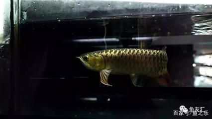龍魚飼養水溫多少合適：龍魚的適宜飼養水溫