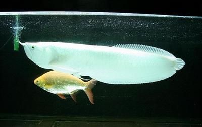 龍魚飼養水溫多少合適：龍魚的適宜飼養水溫