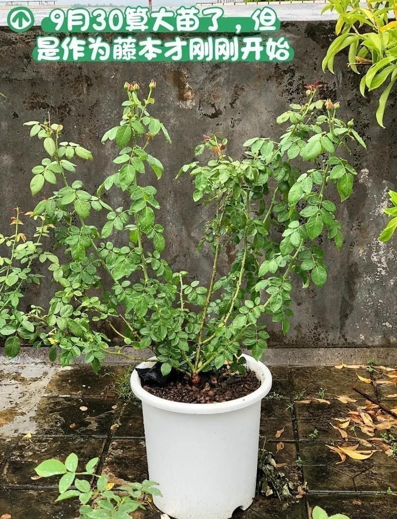 紅龍月季的花期是什么時候？ 紅龍月季的花期是什么時候？ 龍魚百科 第7張