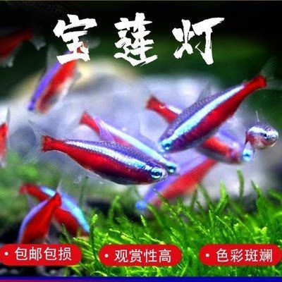 喂龍魚泥鰍處理方法