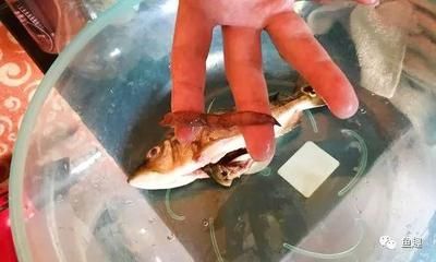 喂龍魚泥鰍處理方法