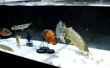 龍魚缸的尺寸你買對了嗎？：“最大的龍魚缸”具體尺寸根據龍魚的尺寸而定 龍魚缸的尺寸你買對了嗎？：“最大的龍魚缸”具體尺寸根據龍魚的尺寸而定 龍魚百科 第3張