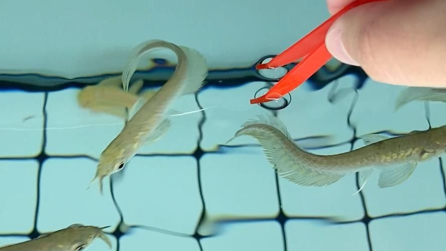 銀龍魚幼苗吃什么開口飼料? 龍魚百科 第10張 銀龍魚幼苗吃什么開口飼料? 銀龍魚幼苗吃什么開口飼料? 龍魚百科 第10張