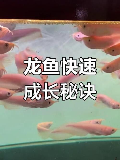 銀龍魚幼苗吃什么開口飼料? 龍魚百科 第8張 銀龍魚幼苗吃什么開口飼料? 銀龍魚幼苗吃什么開口飼料? 龍魚百科 第8張