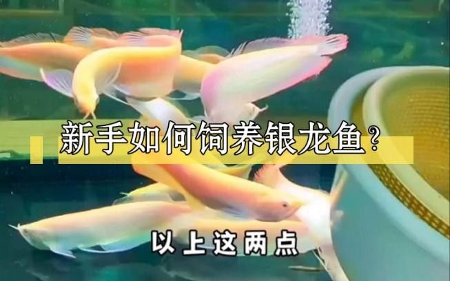 銀龍魚幼苗吃什么開口飼料？ 銀龍魚幼苗吃什么開口飼料？ 龍魚百科 第6張