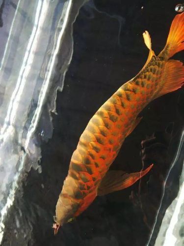龍巔魚圖片
