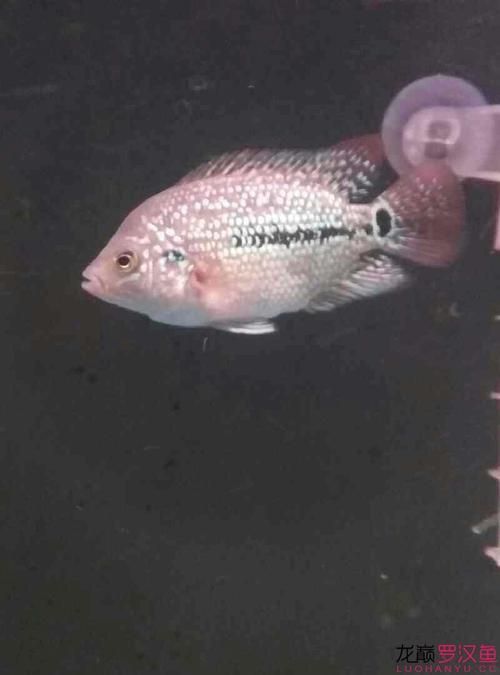 龍巔魚圖片