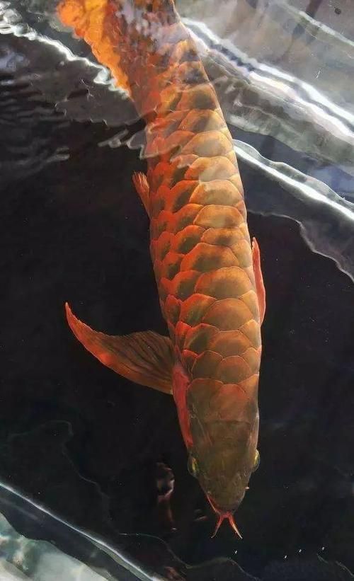龍巔魚圖片