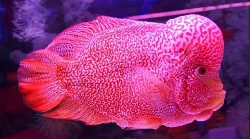 龍巔魚圖片