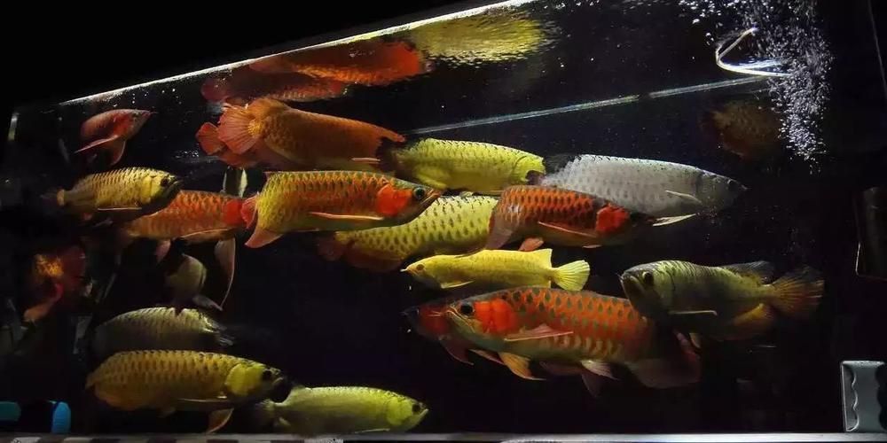龍巔魚圖片