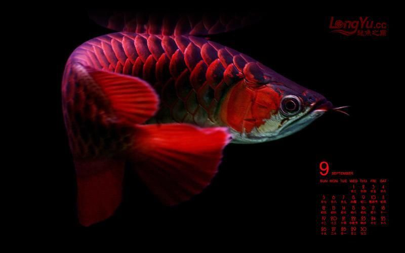 龍巔魚圖片