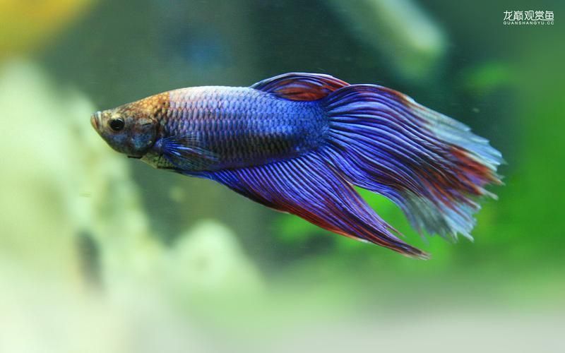 龍巔魚圖片