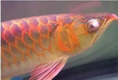 龍巔魚圖片