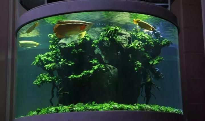 龍巔魚圖片