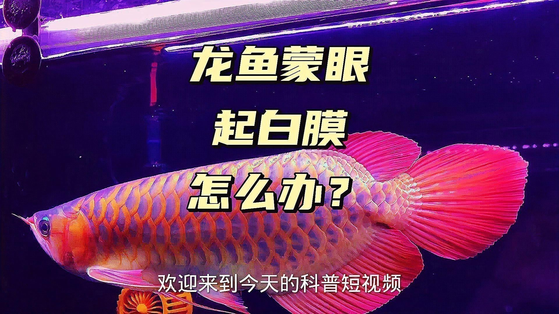龍魚眼睛起白霧如何治療？
