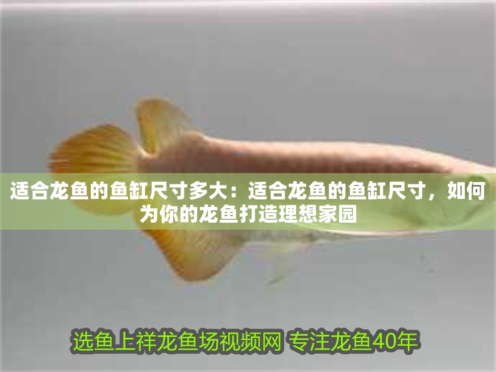 適合龍魚的魚缸尺寸多大：適合龍魚的魚缸尺寸，如何為你的龍魚打造理想家園