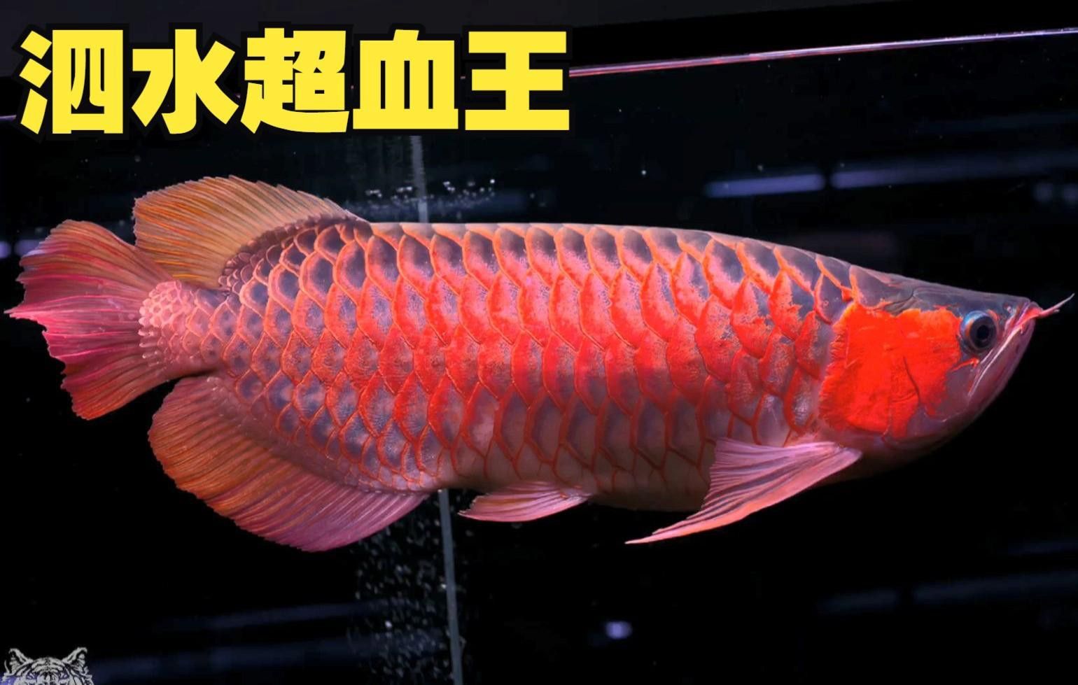 有哪些知名的泗水紅龍魚品系？