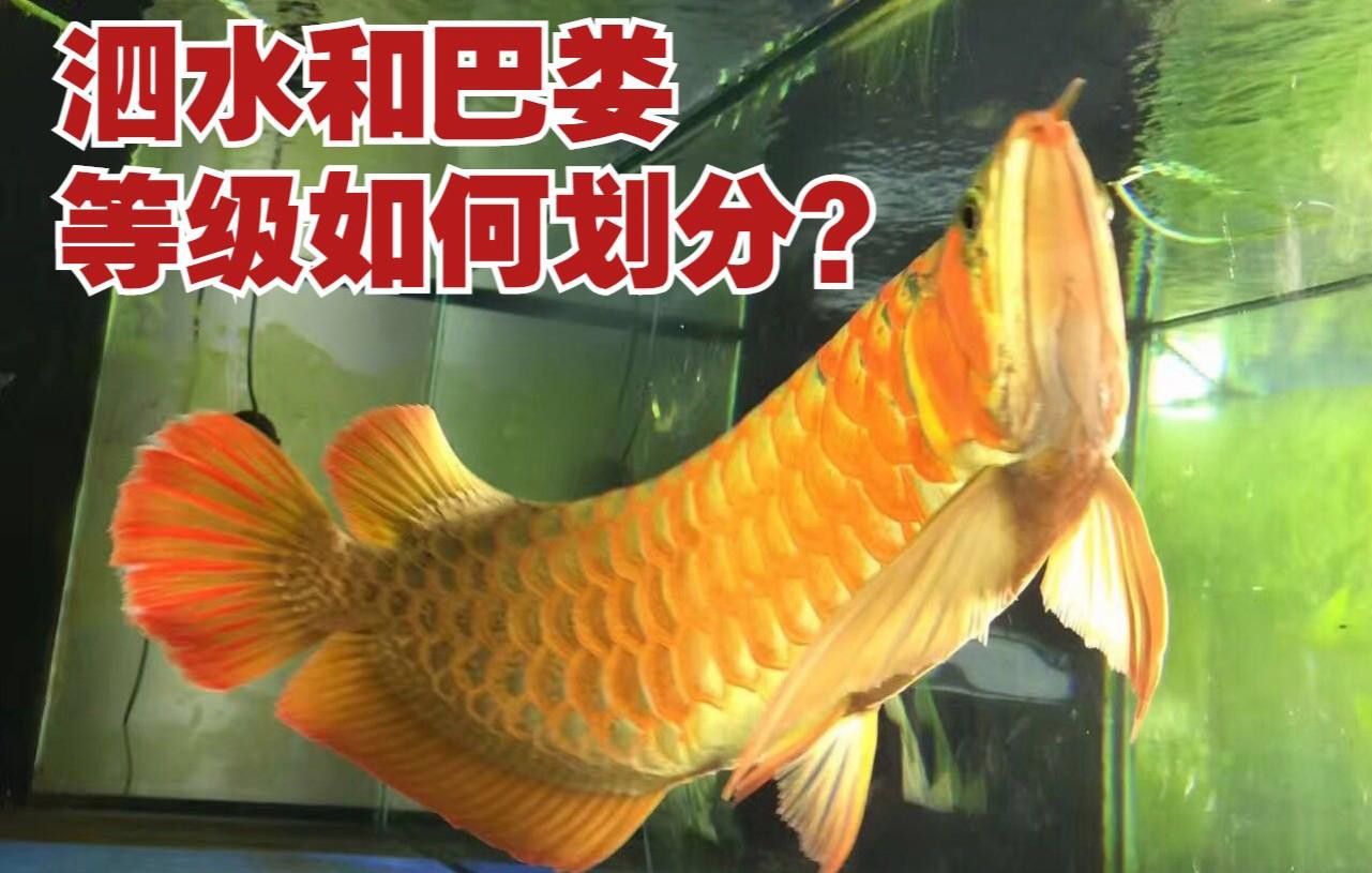 有哪些知名的泗水紅龍魚品系？