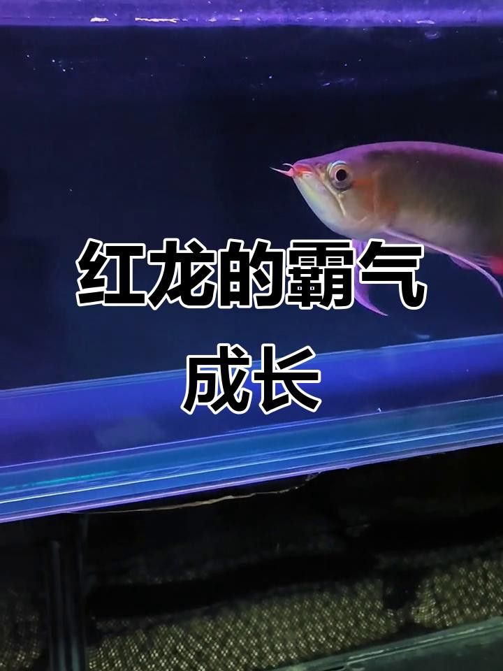 有哪些知名的泗水紅龍魚品系？
