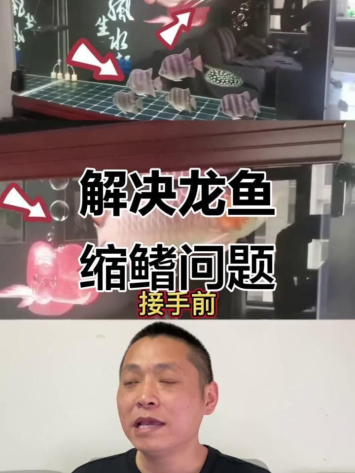 龍魚縮鰭怎么調整
