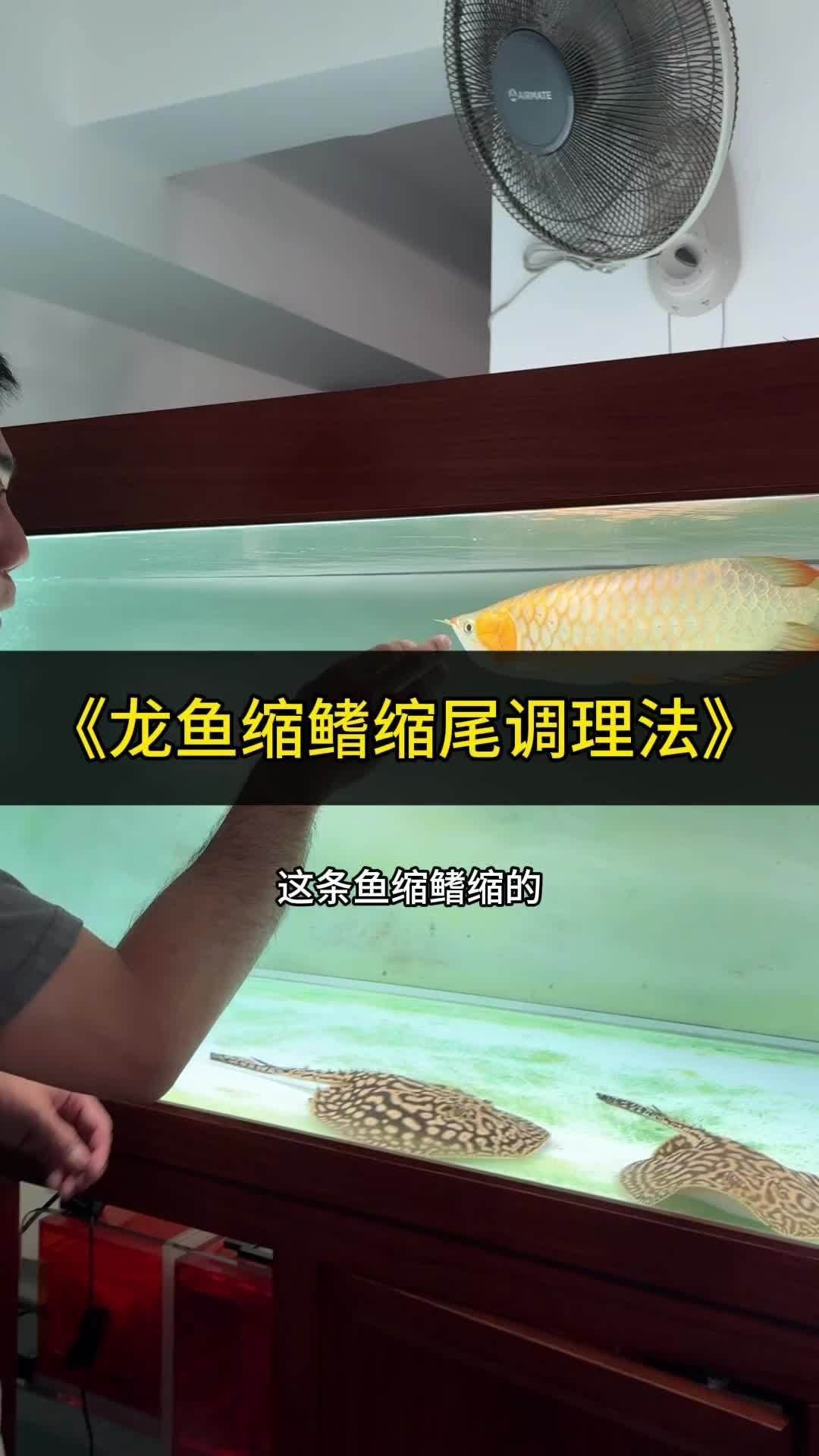 龍魚縮鰭怎么調整