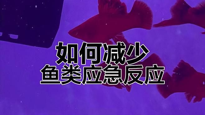 金龍魚換水后如何避免應(yīng)激反應(yīng)？