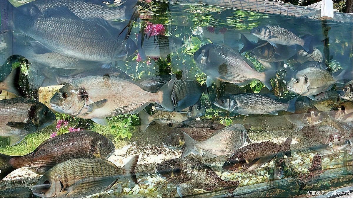 金龍魚換水后如何避免應(yīng)激反應(yīng)？