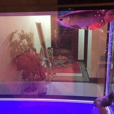 草缸造景視頻龍魚金龍魚視頻推薦：草缸養金龍魚造景教程