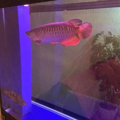 草缸造景視頻龍魚金龍魚視頻推薦：草缸養金龍魚造景教程
