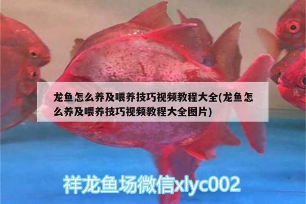 龍魚喂飼料好嗎視頻大全：龍魚飼料選擇技巧