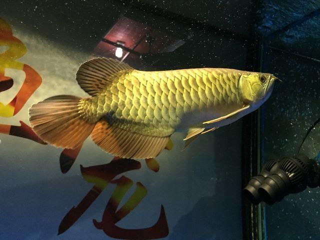 金龍魚不養了怎么處理好：關于金龍魚的問題