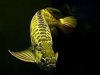 龍魚吃不吃肉類食物呀