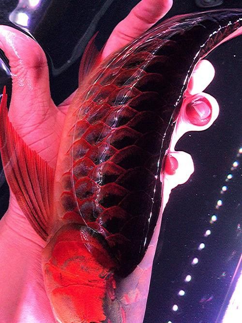 紅色的龍魚叫什么魚圖片