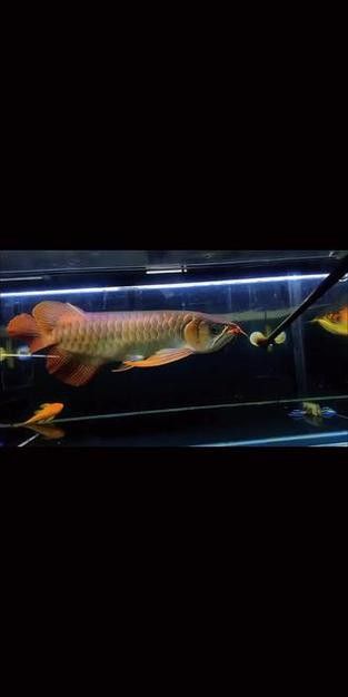 紅色的龍魚叫什么魚圖片