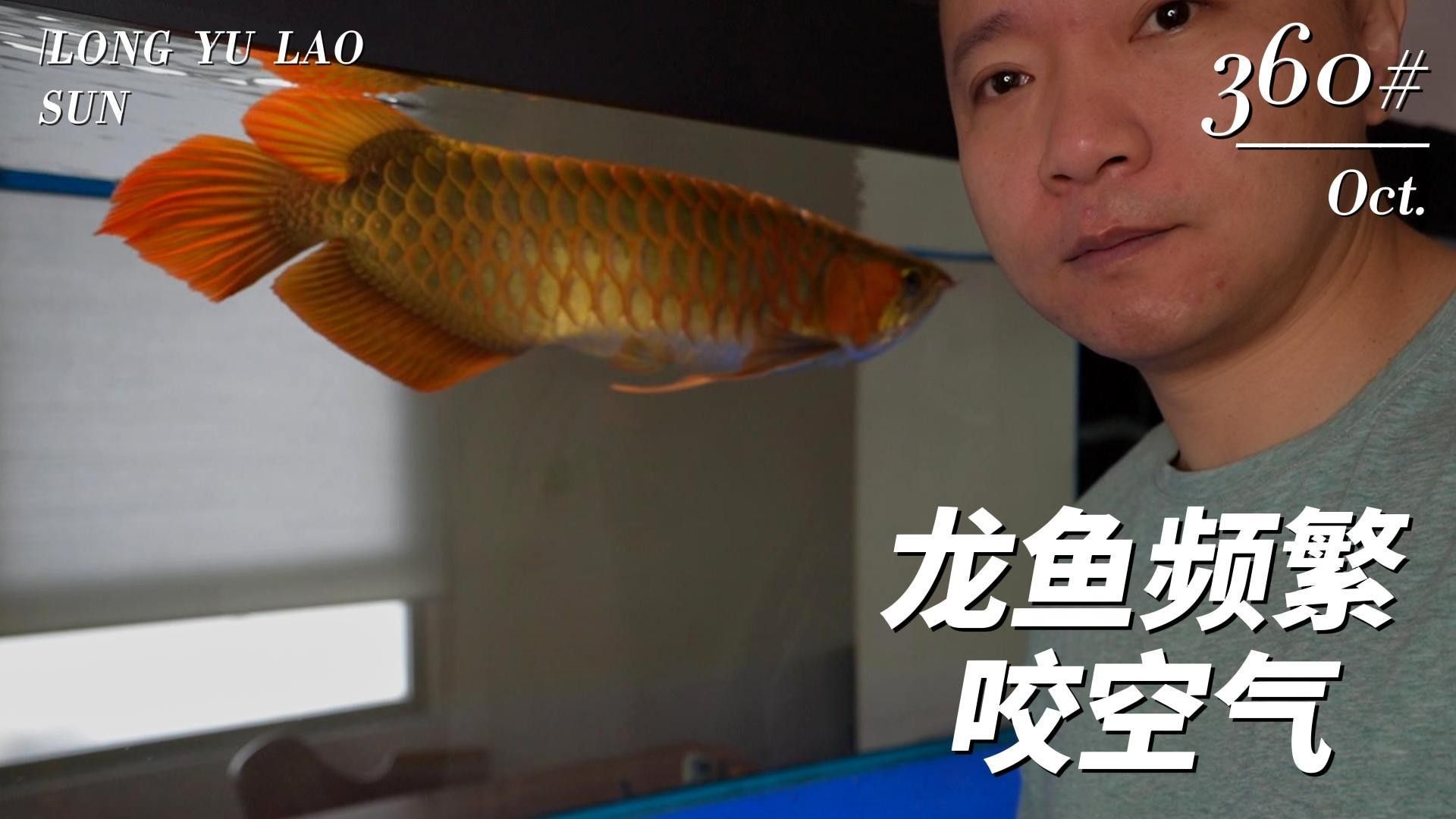 龍魚撞缸怎么回事視頻教程