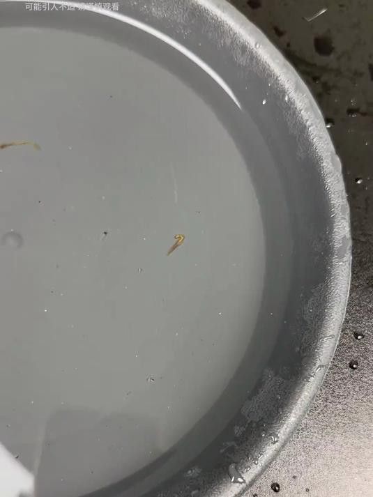 紅龍魚感染寄生蟲后多久會死亡？