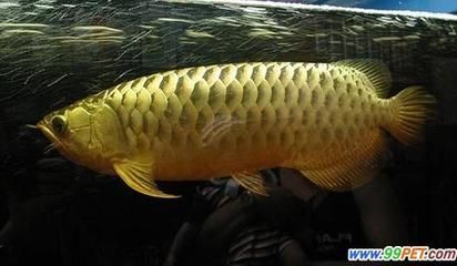 金龍魚(yú)一般在哪里