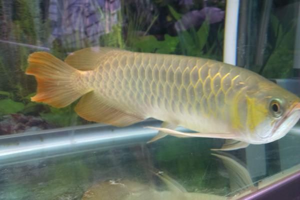 龍魚經常趴缸是什么原因呢，