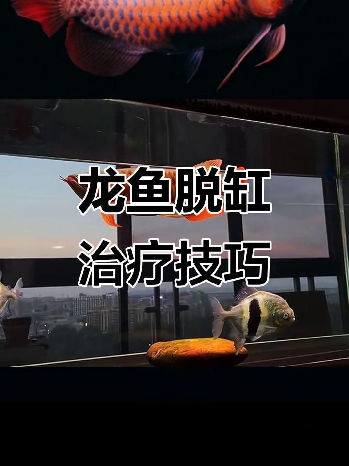 龍魚(yú)跳缸后多久會(huì)恢復(fù)？