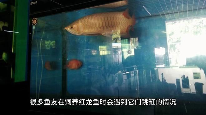 龍魚(yú)跳缸后多久會(huì)恢復(fù)？