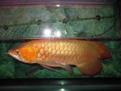 金龍魚35公分還沒過背：如何判斷金龍魚生長緩慢