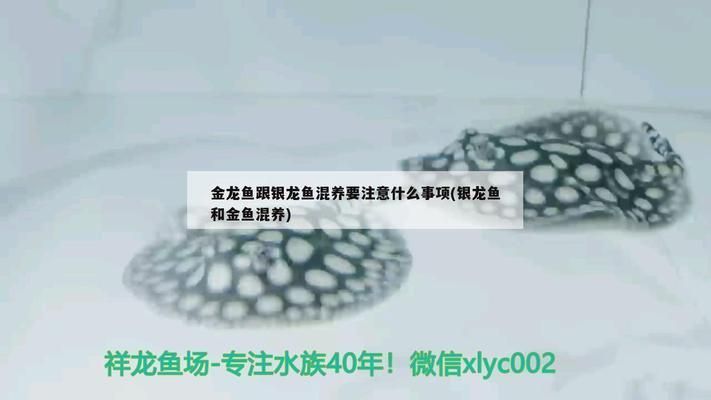 銀龍魚和金魚混養(yǎng)的水溫控制技巧：銀龍魚和金魚在混養(yǎng)時，水溫的控制是非常關(guān)鍵的一環(huán)