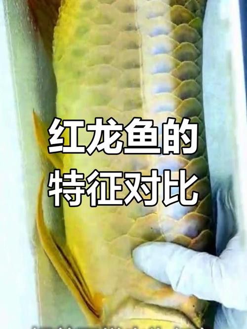 紅龍魚的品種大全圖解