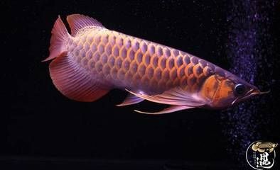 龍魚腸炎嚴重會有什么表現：龍魚腸炎的一些癥狀和判定方法