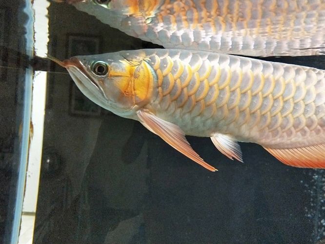 紅龍魚生長多少年停止生長：紅龍魚的生長速度和停止生長的年份受到多種因素影響