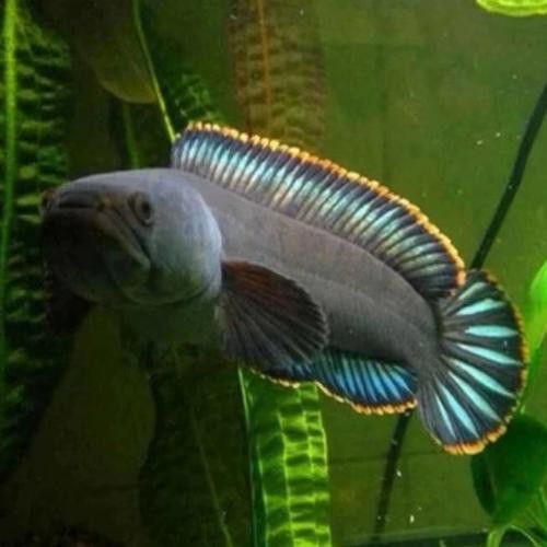 彩虹雷龍魚圖片大全欣賞圖高清