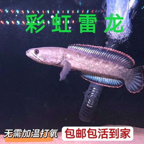 彩虹雷龍魚圖片大全欣賞圖高清