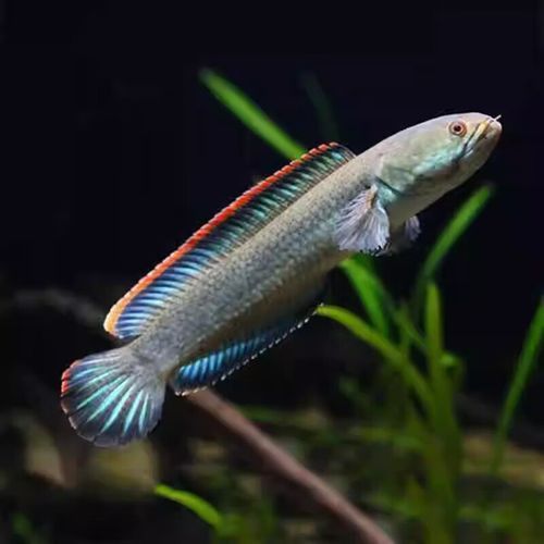 彩虹雷龍魚圖片大全欣賞圖高清
