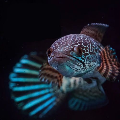 彩虹雷龍魚圖片大全欣賞圖高清